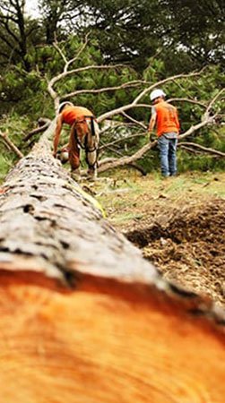 Certified Fort Worth Tree Service Experts